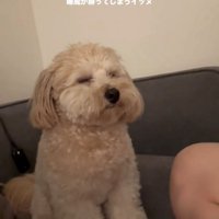 ソファの上で半目の犬