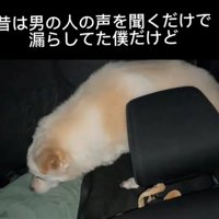 車内でうつむき加減に立つ犬