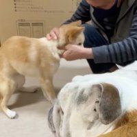 犬の首を撫でるおじいちゃん
