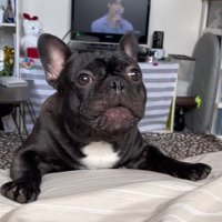 ワンが言えない秀吉くん3