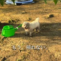 女性を見つめる全身泥まみれの犬