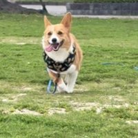 走って飼い主の方へ近づく犬