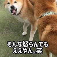 口を開けて振り向く柴犬