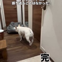 犬の後ろ姿