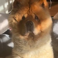 しょんぼりしたような表情をしている犬の顔