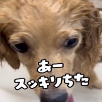 アップの犬