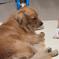 眠そうな大型犬