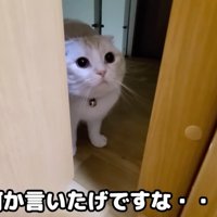 ドアの隙間から飼い主を見つめる猫