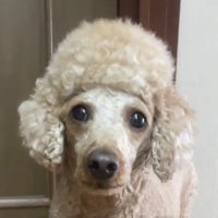 見つめる犬