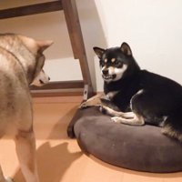 「あげないよ！」と歯をムキッ