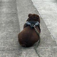 ぽてっと丸い体が可愛い