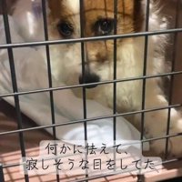 寂しそうなお目目