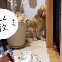 目をシパシパさせるならちゃん