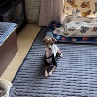 おすわりの合図を聞くと…