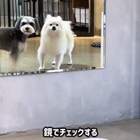 トリミング後のなぎちゃん6
