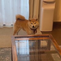 男性を見つめる犬