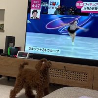 フィギュアスケートに反応！！