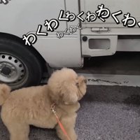 車の前を見上げる犬