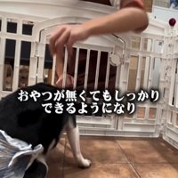 おすわりをする犬2