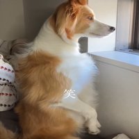 立った状態で外を見つめる犬2