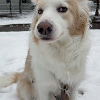 モナカ