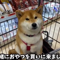 カートに乗る犬1