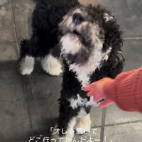 フランくんとママさんの再会7