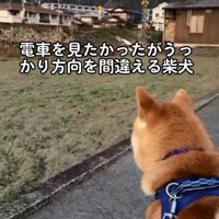 正しい方向を見るあお君