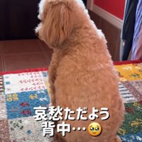見送る犬
