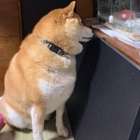 種族を超えた友情にホッコリ