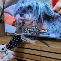 テレビに自分が出た時の風太くん5