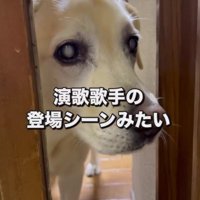 ドアの隙間から顔を出す犬