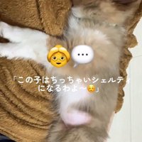 ソフィーちゃんのビフォーアフター5