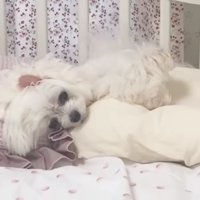 悲しみに暮れる苺ちゃん