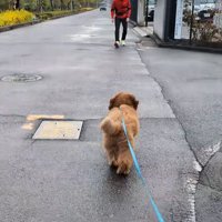 男性に駆け寄る小型犬
