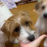 あご