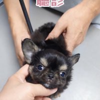 大きな瞳にキュンです