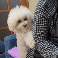 隣から見つめる犬