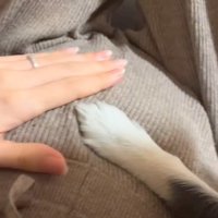 女性のお腹に前足を当てる犬