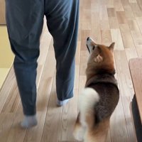 大好きなおじさんが来た時のはちちゃん⑩