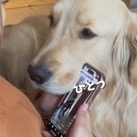 スマホにぴったりくっつく大型犬