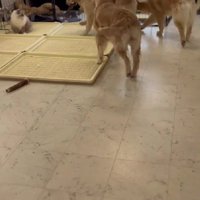 パピーが向かった先は…