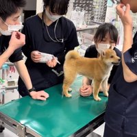 先生に囲まれるゆずちゃん