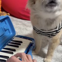 ハスキーボイスという意外性