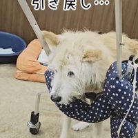 おばあちゃんワンコを車椅子に乗せたら4