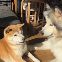 中型犬に遊んでほしい大型犬