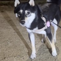 「パパが！？」