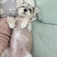 ヘソ天