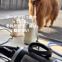 工具に引っ掛かり動かないチェスターくん
