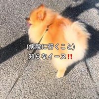 ウキウキのポメラニアン